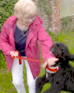 They got Butty to help with their mum's anxiety, but he's having the opposite effect! He's causing absolute chaos and refuses to respect any of the ladies in the house. We're talking full-blown tantrum mode. 🐕 #dogtrainingtips #doglover #dogsreels | Dogs Behaving Very Badly