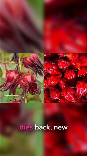 Grow Sorrel: The Ruby-Colored Perennial Green! ❤️🌿 #perennialgarden