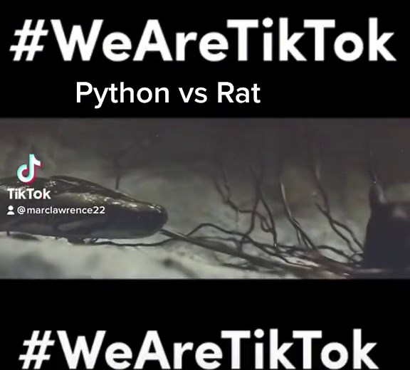 #fypシ python vs rat#fypシ