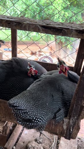 Galinhas da Angola: Bravura e Comportamento