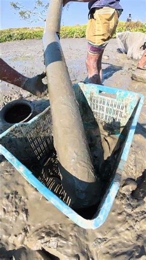 Unbelievable Pipe Fishing Catch! Traditional Mud Fishing for Catfish 🐟 #fishing #handfish #fish