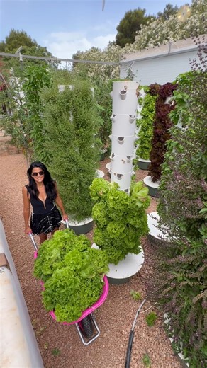 7.5K views · 69 reactions | Each crop grown on an aeroponic tower has its own growth cycle and matures at varying speeds. To optimize performance, we dedicate one crop per tower rather than mixing varieties. This allows every plant to mature simultaneously, making harvesting more efficient, allowing us to maximize our yield output and minimize downtime. #farming #agriculture #gardening #aeroponics #vegetables | Jimmy Chou | Facebook