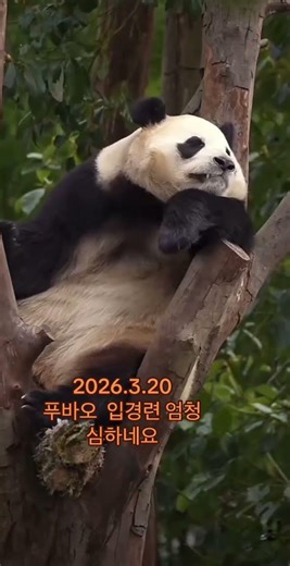 March 20, 2026Fu Bao’s mouth spasms are extremely severe. #panda #푸바오 #푸바오근황