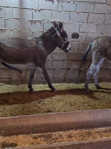 #keşfetteyizzz #donky #donky | donkey donkey video