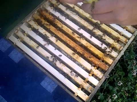 Introducing a Buckfast Queen Into a Hive - www.BSHoneyBees.co.uk