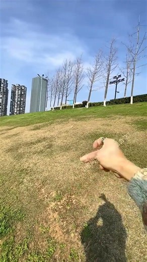Give Me a High Five for That Flight! ✋ #SugarGlider #CuteAnimals #HighFivePet