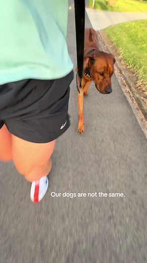 Čez First Half Marathon with My Rhodesian Ridgeback