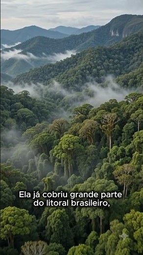 🌳 MATA ATLÂNTICA
