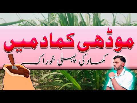 Sugarcane First Fertilizer Guide 2026 | Complete Basal Dose for High Yield | DAP Urea SOP Timing