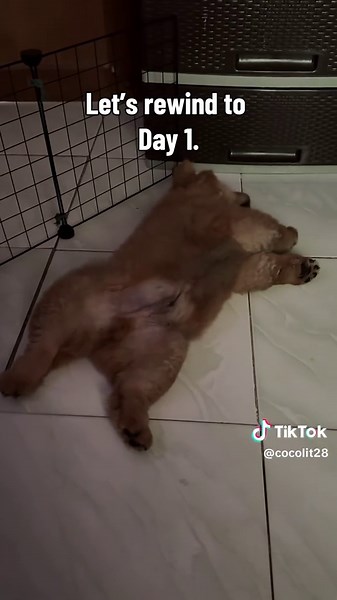 From Tiny Bear to Adorable Chow Chow: Coco's Journey