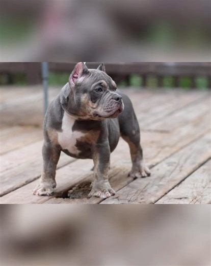 American bully, male stud #puppy #doggielife #dogbreed #americanbully #bulldog #dog #bullymax #bully
