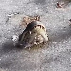 Alligators Frozen Alive in Ice in North Carolina Demonstrate Old-School Survival Technique  - Core77