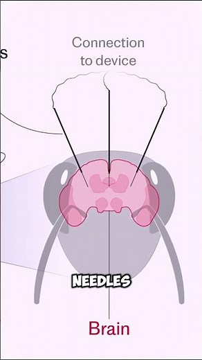 🐝 China Made a Real Cyber Bee?! You Won’t Believe This!