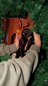 BOO, Spooky & DRAC don’t wanna play any reindeer games 🦌🎄🐈‍⬛😹 | Vamp