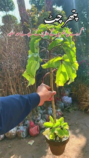 پتھر چاٹ پودے کے فائدے | Kidney Stone Herbal Plan