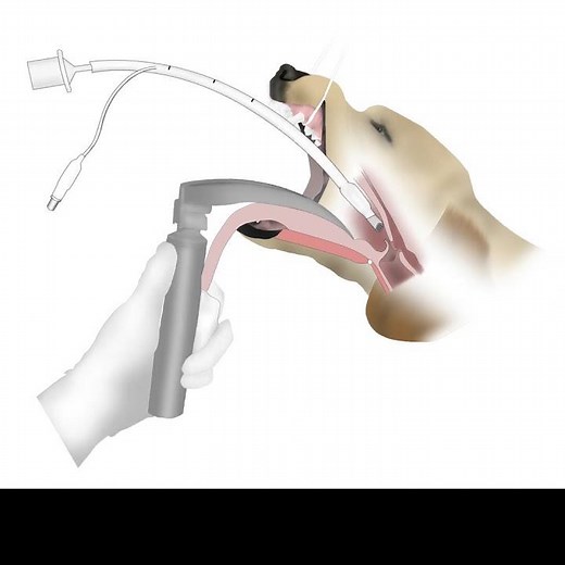 Dog Tracheal intubation