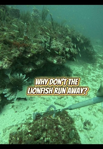 Understanding the Lionfish Problem in Our Oceans