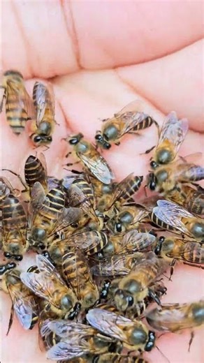 "Honey Bees Feeding from My Hand"