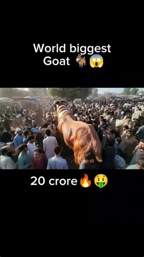 Discover the World's Biggest Goat!