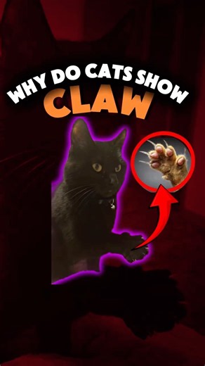 Why Cats ACTUALLY Show Their Claws 😼
