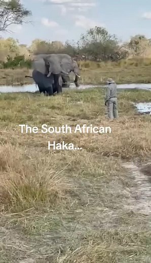 Exploring African Elephants in Their Natural Habitat