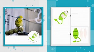 Watch 2pcs Cuttlebone for Birds Parrots on Amazon Live