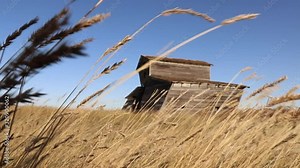 Falling down barn in field of wheat, country living, abandoned, rustic, broken