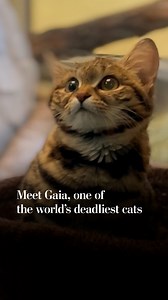 Gaia the cat weighs less than three pounds, and upon first glance looks like an ordinary cat. But she’s actually part of a cat species that scientists consider to be one of the deadliest in the world. Gaia is a black-footed cat, and her species is close to being endangered. She recently joined Salt Lake City’s Hoble Zoo, and is part of a conservation effort to save the species. https://wapo.st/3NMRaEn | Washington Post