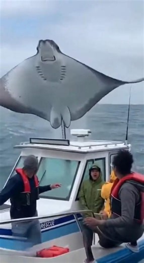 MASSIVE Stingray Jumps Over Boat! Incredible Close Encounter 😱