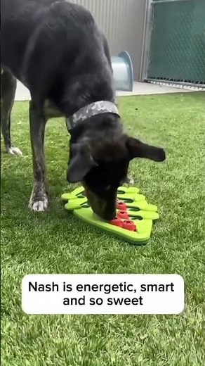 Adoptable Dog: Nash | BC SPCA