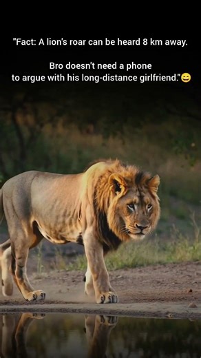 Sigma Male Lion Attitude 🥶 Wait for the Fact! #shorts #shortvideo #shortsfeed #viral #tuskecho