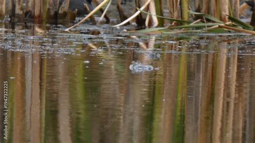 Two common toads Bufo bufo in pond where one is still and another swims near a coot. Natural lighting, Close-up, Soft light. Biodiversity and Mystery.