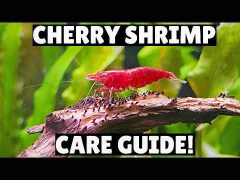 Cherry Shrimp Care Guide! - Everything You Need To Know!