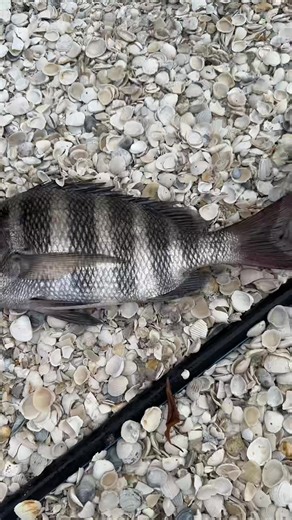 R+C Fishing on TikTok