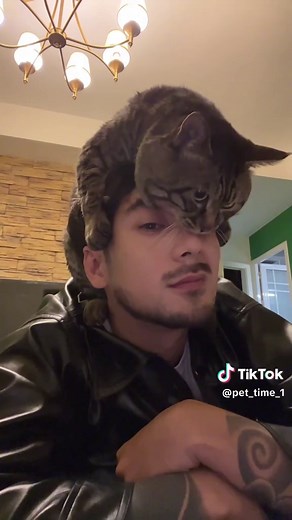 Affectionate Fluffy Kitten Moments