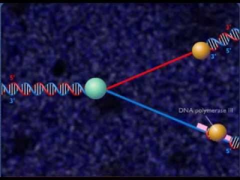 dna replication fork