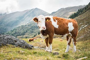 Are Cows Dumb Or Intelligent? (Here’s What Science Says)