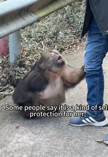 Why does she always attack human beings? #monkey #animal #foryou #fyp #lovely