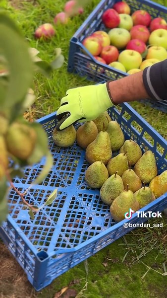 Садівництво на дачі: поради та ідеї