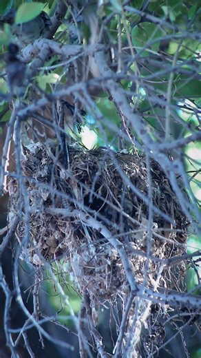 Gorriones en su nido. #birds #gorrión #pajaros #fotografia