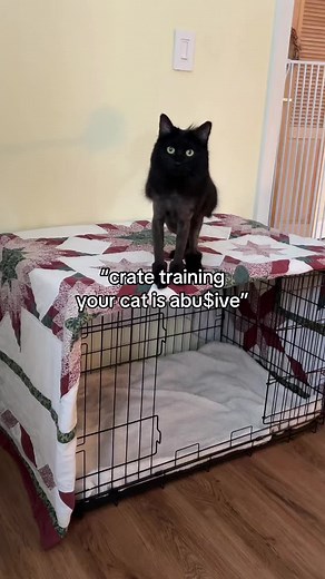 Tips for Effective Cat Crate Training