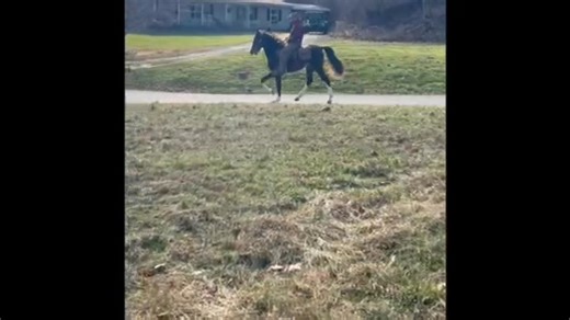 East Tennessee 4B Horse Sale on Reels