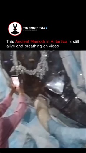 The Rabbit Hole | This Ancient Mamoth in Antartica is still alive and breathing on video | Instagram