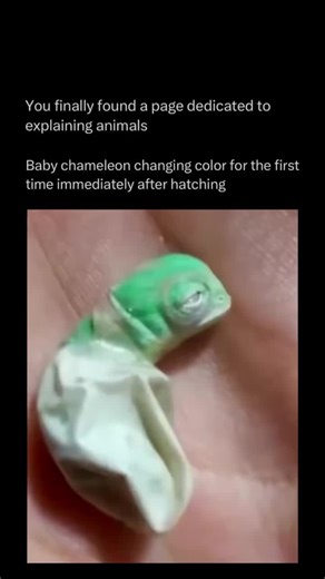 Explaining All Animals on Instagram: "Follow @explaining.animals to learn everything about animals one post at a time 🧠🔥 Chameleons are unique reptiles best known for their ability to change color. This color change helps them communicate, regulate body temperature, and blend into their surroundings. They also have long, sticky tongues that can shoot out to catch insects in a split second. These reptiles live mainly in warm regions such as Africa and Madagascar, spending much of their time in 