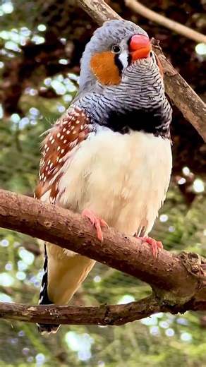 Finch Bird Singing | Zebra Finch