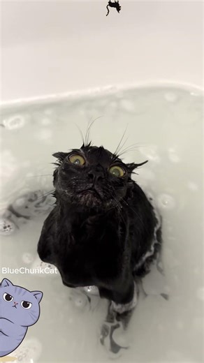 Cat vs Bath (It Went WRONG 😭🐱) #cat #memes #dance #trending #funny