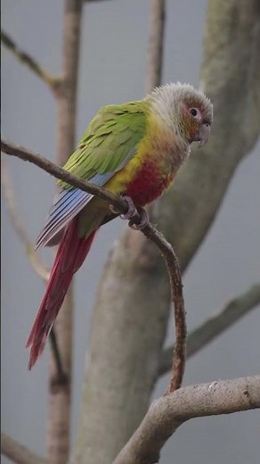 Green-cheeked parakeet (Pyrrhura molinae) also known as a green-cheeked conure #drsopticalemotions