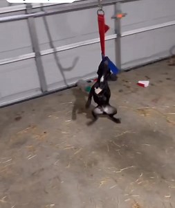 NICE PUPPY PLAY WITH SPRING POLE 💯💯💯🦾🦾🦾 | TOP APBT WORLD