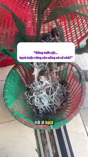 bạch tuoc song ve ca nha oi #bachtuocsong #lytomsubien