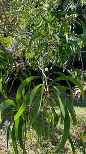A peaceful plant moment featuring koaiʻa 🌱 Many are familiar with Hawaiʻi's beautiful koa trees, but have you met koaiʻa? Koaiʻa, a close relative of the famous koa, flourishes in lowland habitats while koa prefers higher elevations. Although koaiʻa is usually smaller in size, its wood is surprisingly harder than koa. Plus, koaiʻan acts as a nitrogen fixer, meaning it can enrich the surrounding soil with essential nutrients! | National Tropical Botanical Garden